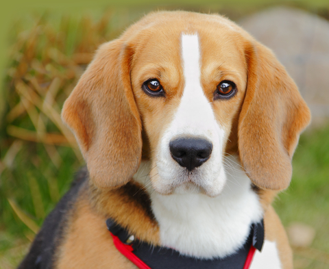 Qual Cachorro Foi Criado em Laboratório? Quando e Onde?