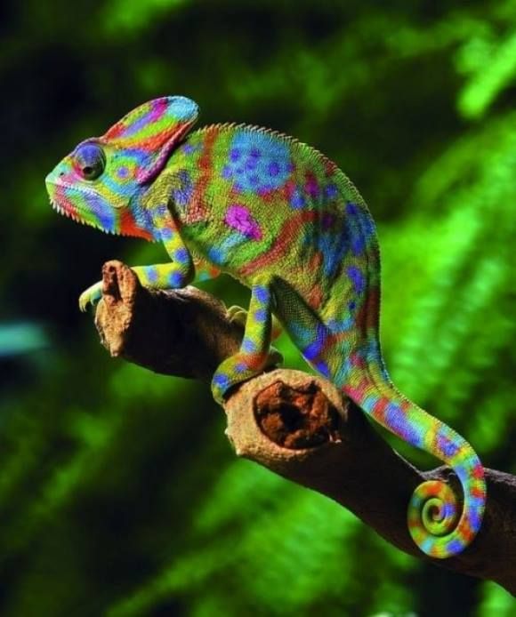 Camaleão Velado: Curiosidades, Habitat e Imagens