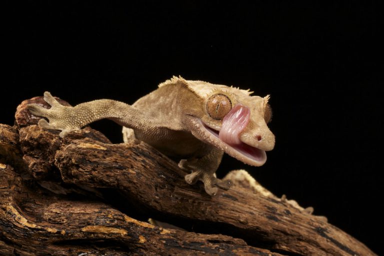 Correlophus Ciliatuss Com a Língua de Fora