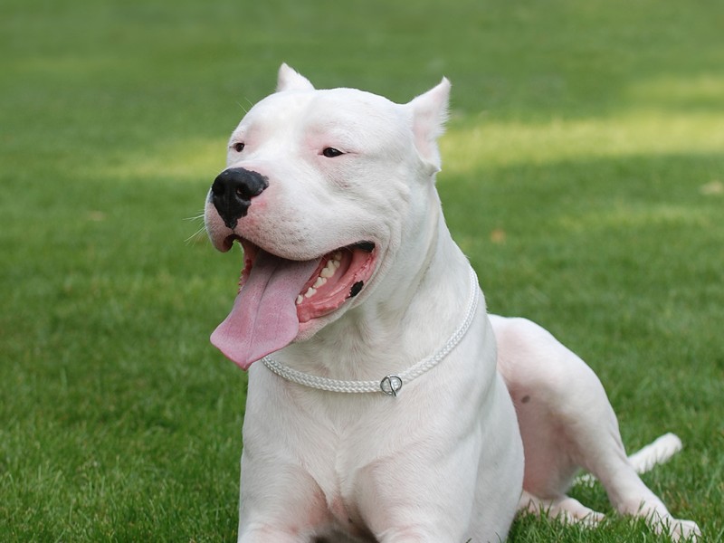 Quantas Vezes Por Dia Um Filhote de Dogo Argentino Deve Comer?