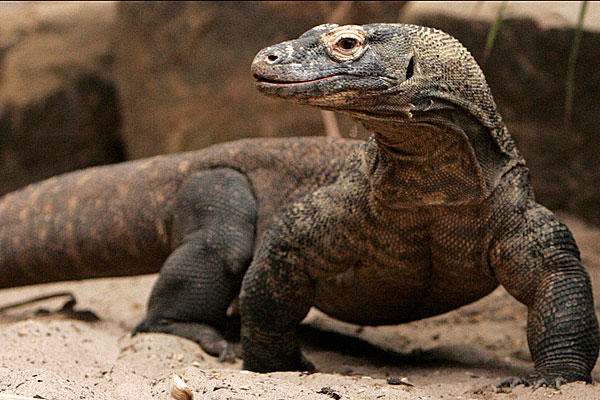 Comportamento do Dragão-de-Komodo, Hábitos e Modo de Vida