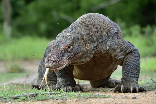 Quanto Corre um Dragão de Komodo? Qual a Velocidade?