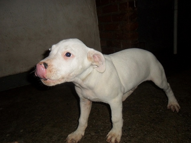 Filhote de Dogo Argentino Para Adoção: Onde Encontrar?