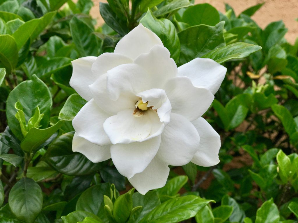 Historia da Flor Gardênia, Significado e Origem da Planta