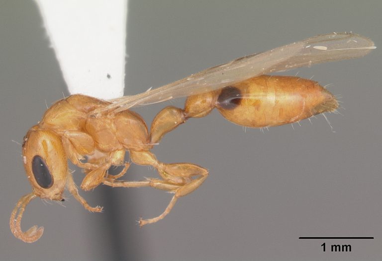 Formiga-de-Novato