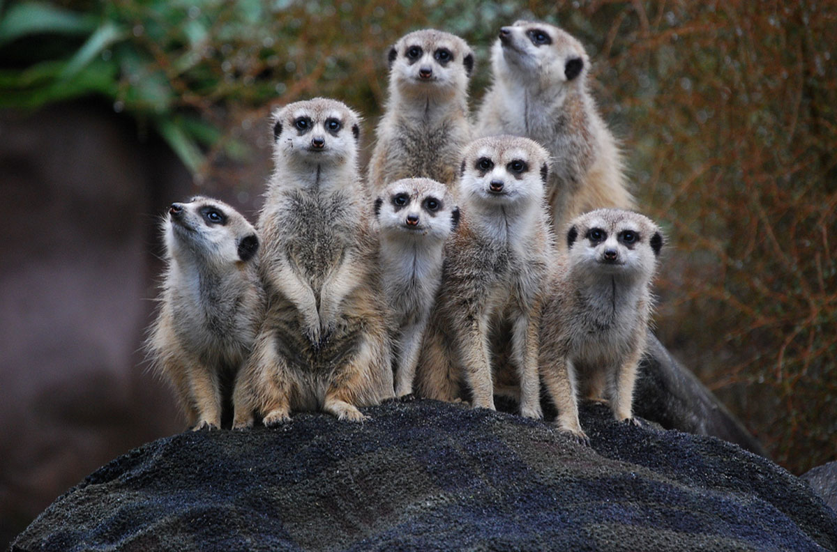 Comportamento do Suricato, Hábitos e Modo de Vida do Animal