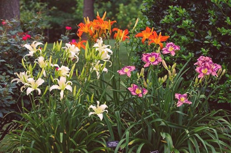 Hemerocallis no Jardim