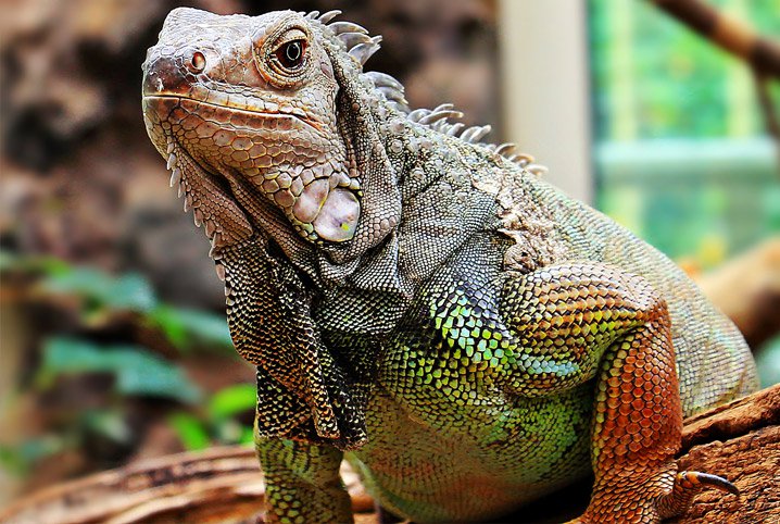 Como Criar uma Iguana? Do Que Elas Precisam?
