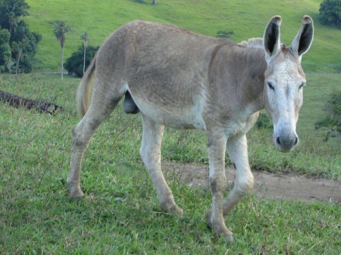 Jegue Curiosidades E Fatos Interessantes Sobre O Animal