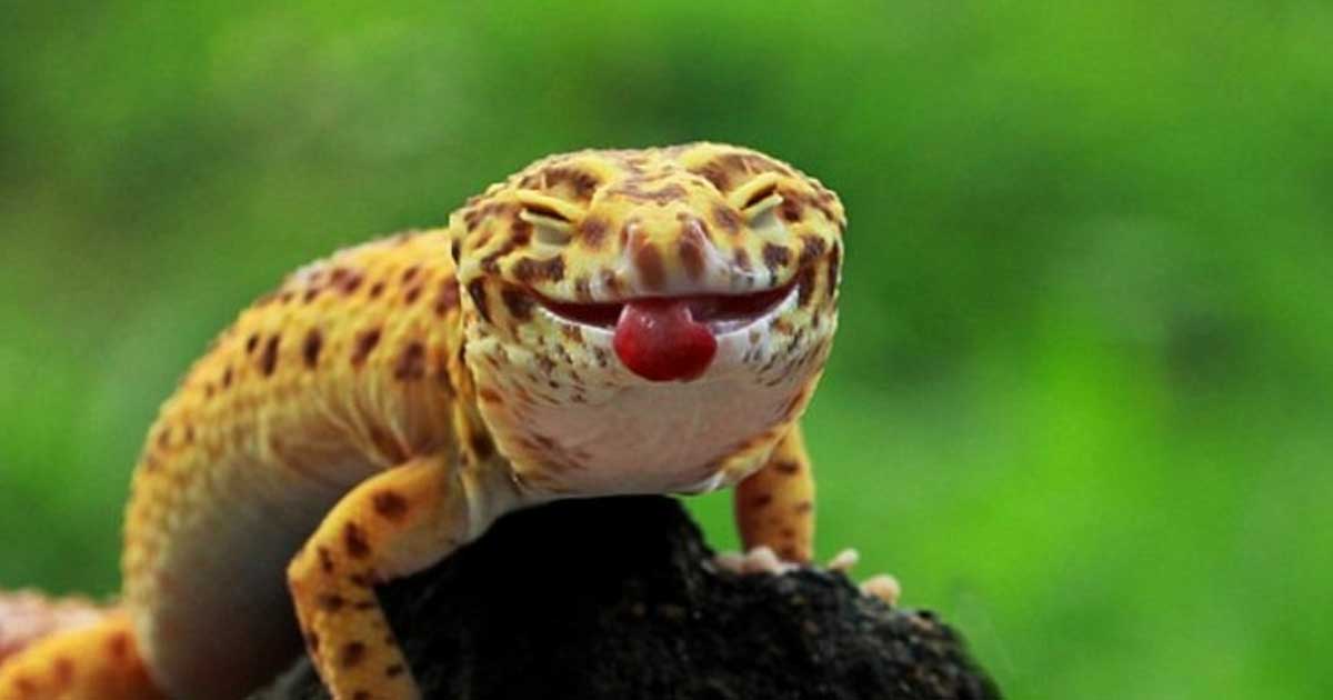 Melhores Criadouros de Lagartixa no Brasil