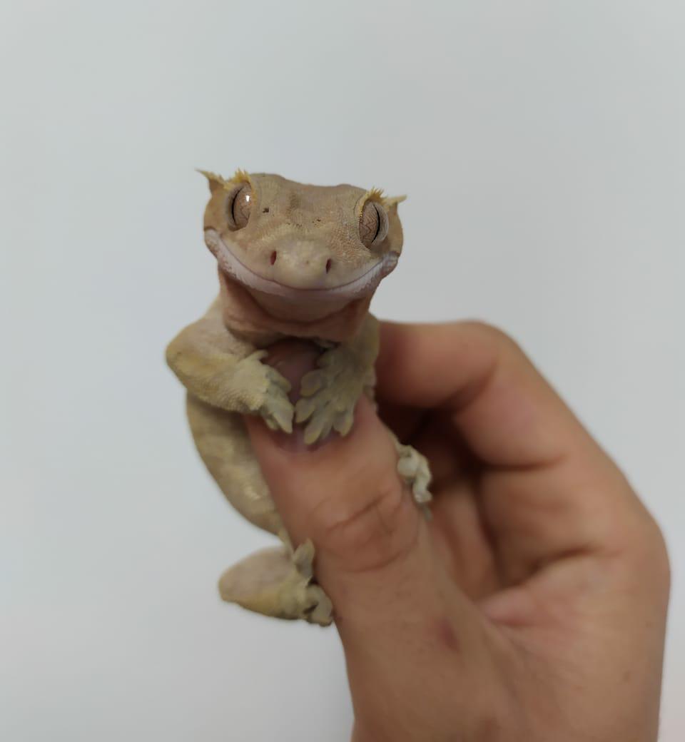 Como Ressuscitar Uma Lagartixa? Como Manusear o Animal?