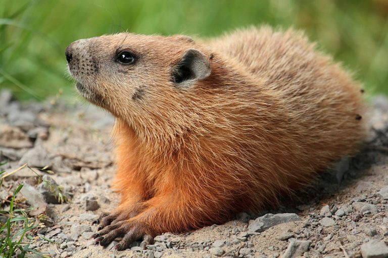 Marmota Monax