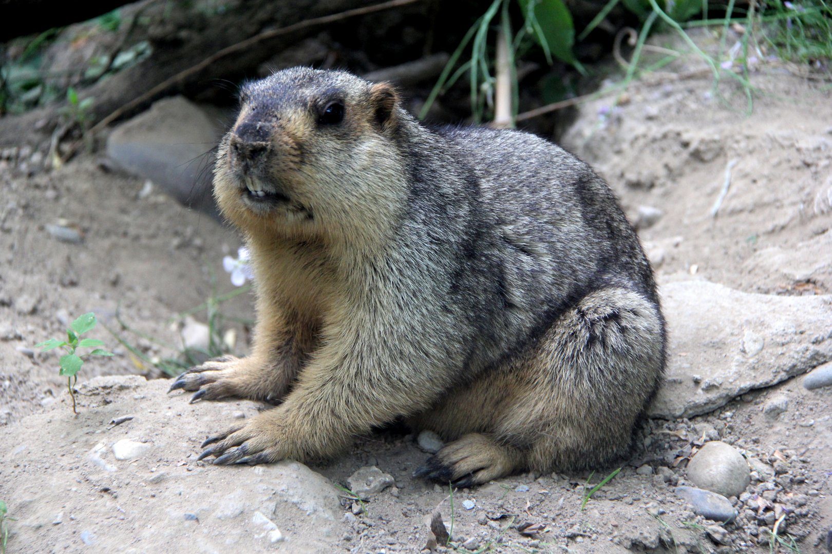 Marmota Sibirica: Características, Nome Cientifico e Fotos
