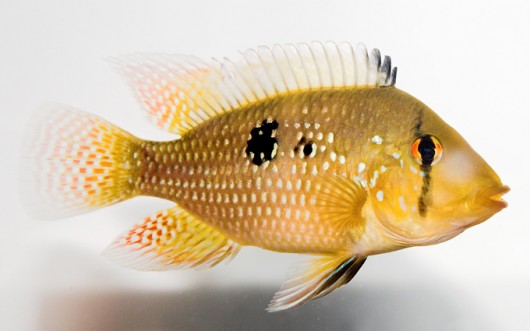 Alimentação Do Peixe Acará: O Que Eles Comem?