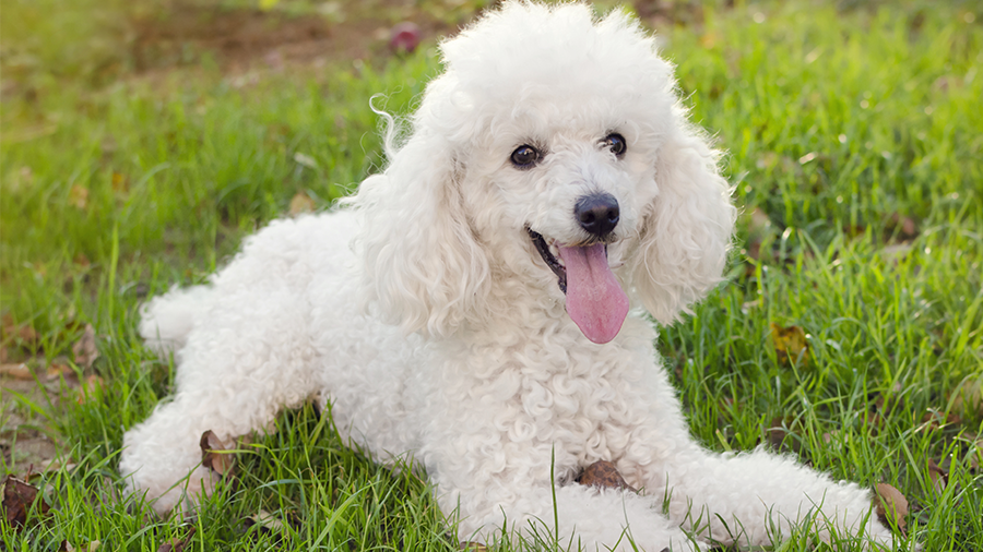 História Do Poodle, Personalidade E Origem Da Raça