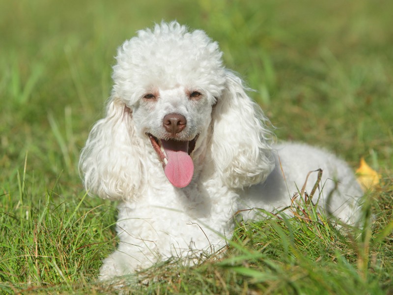Lista dos Tipos de Poodle com Nome e Fotos