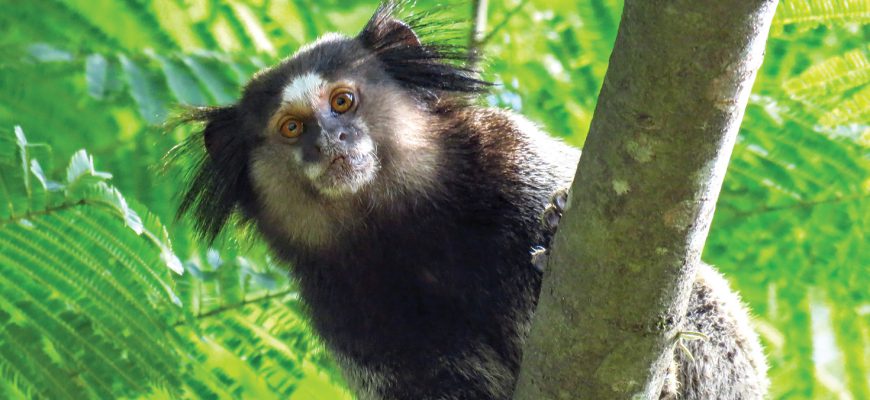 Diferença entre Macaco, Mico e Sagui: Guia Completo (2026)