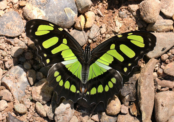 Borboleta Malaquita: Características, Nome Científico e Fotos