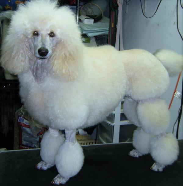 Tipos De Tosa Para Poodle Com Fotos