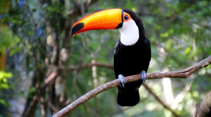 Tucano-Grande Ou Tucano-Boi: Características, Habitat e Fotos