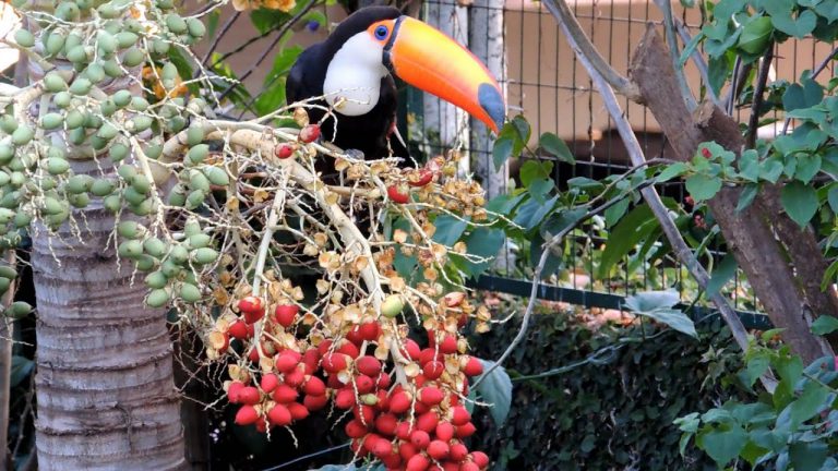Tucano em Árvore Frutífera