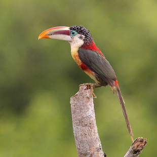 Araçari-Mulato: Características, Nome Científico, Habitat E Fotos
