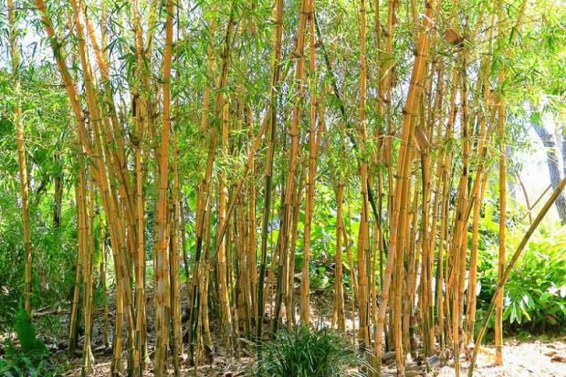 Tudo Sobre O Bambu – Características E Nome Científico