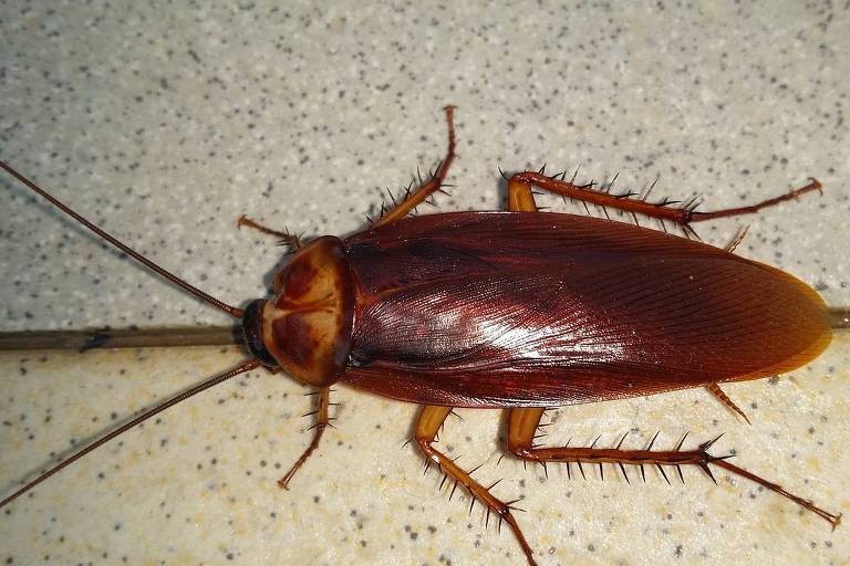 Qual O Mal Que a Barata Faz ao Ser Humano?