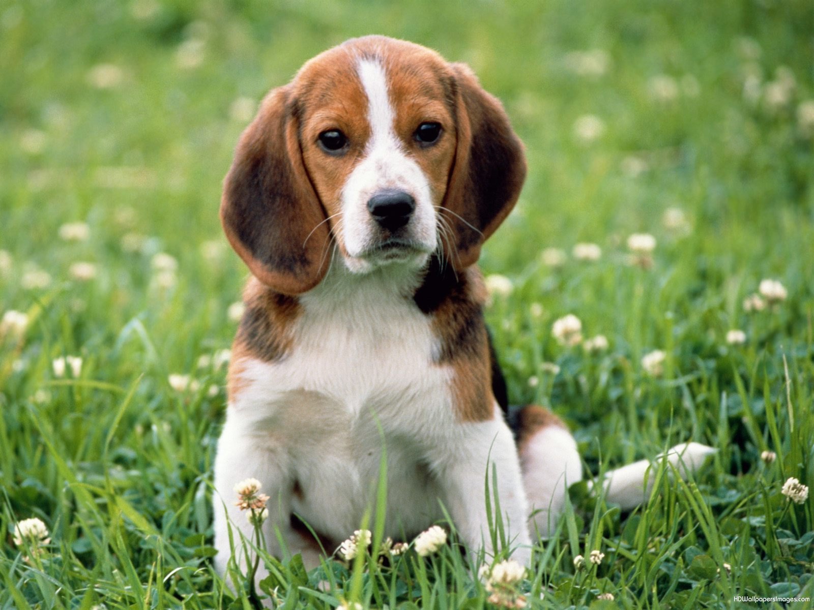Diferenças do Beagle Para o Basset Hound e Golden Retriever