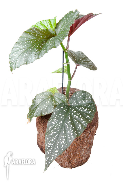 Begonia Corallina: Curiosidades, Cultivo, Doenças e Imagens