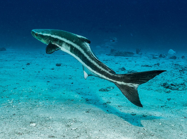 História Do Bijupirá E Origem Do Peixe