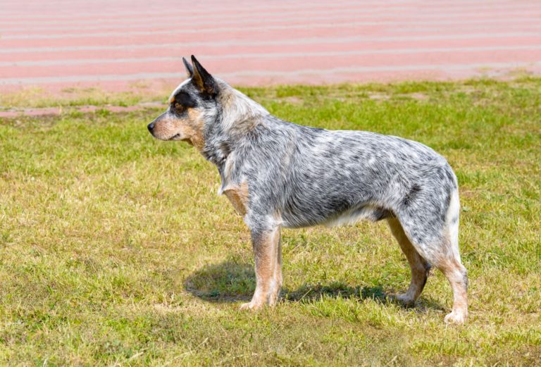 Qual a Melhor Raça de Cachorro Para Fazenda?