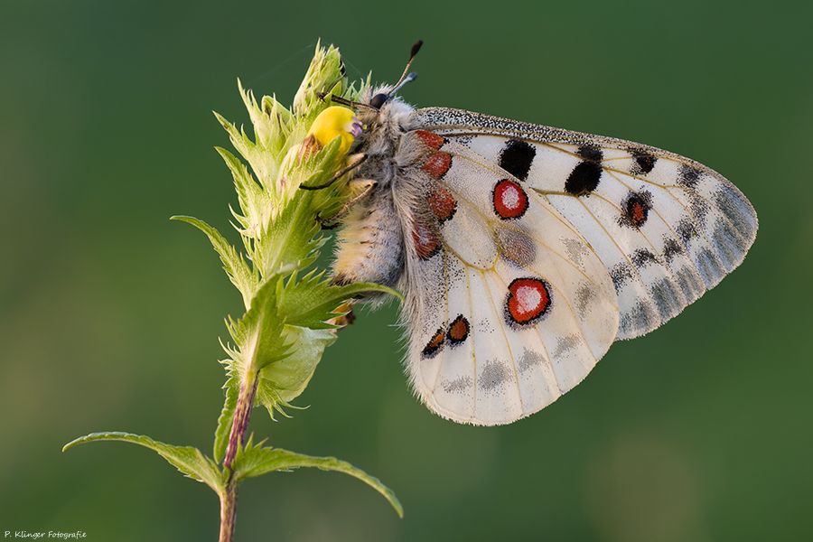 Borboleta Apolo: Características, Nome Científico e Fotos