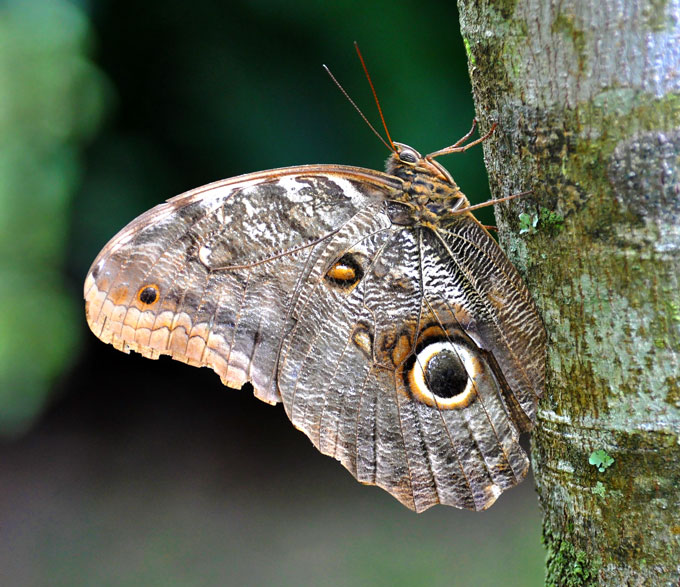 Borboleta Coruja: Características, Nome Cientifico e Fotos
