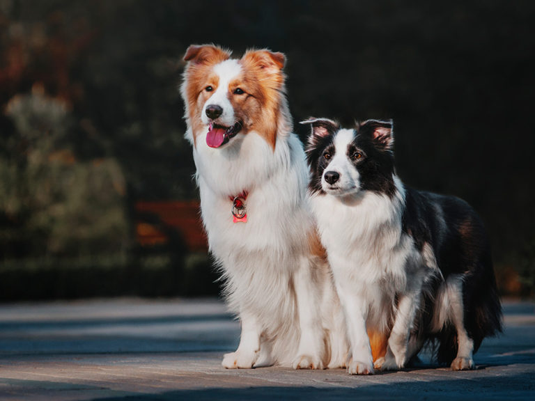 Border Collie: Preço, Valor Para Comprar e Fotos