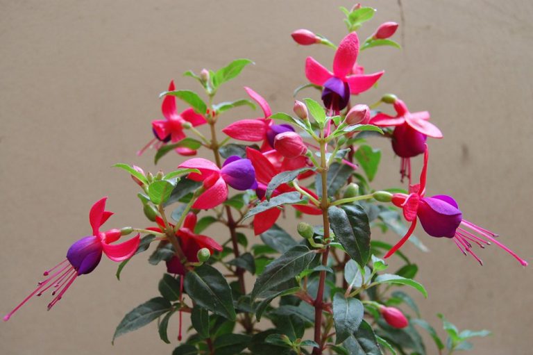 Brinco de Princesa Florida