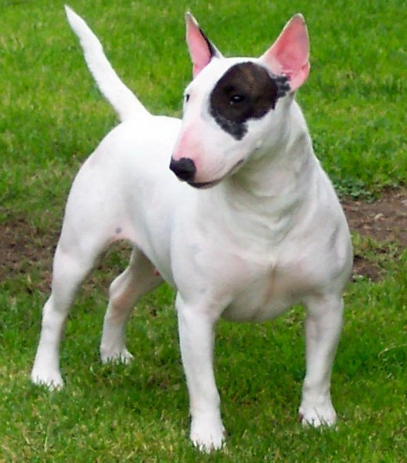 Qual o Peso Ideal de um Bull Terrier Adulto e Filhote?