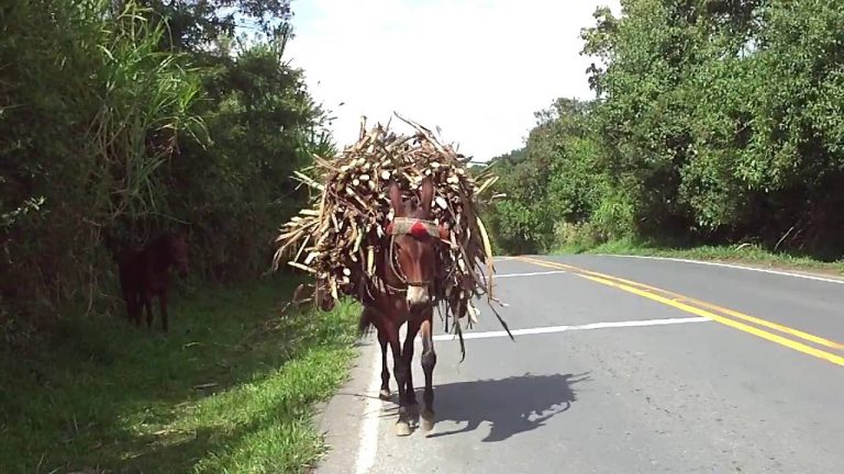 Burro de Carga