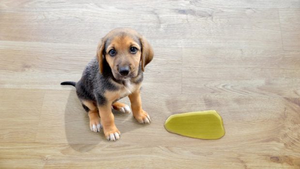 Como Ensinar o Cachorro a Fazer Necessidades no Lugar Certo?