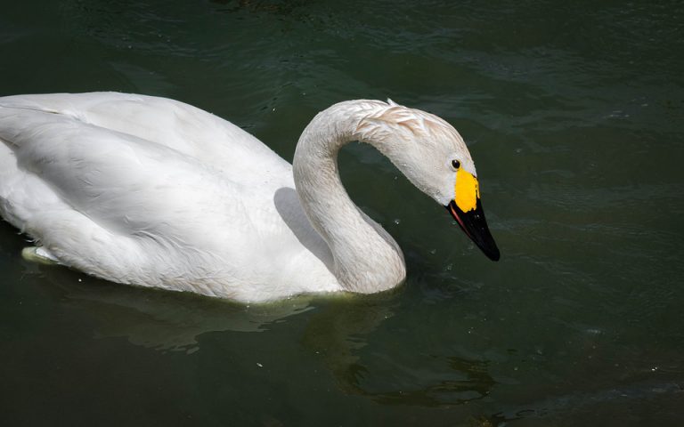 Cisne de Bewick em seu habitat