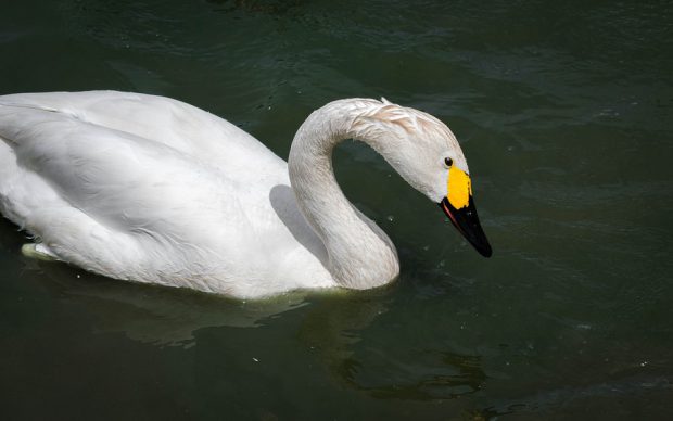 Cisne de Bewick: Caracteristicas, Nome Cientifico e Fotos