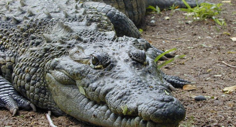 Close no Rosto do Crocodilo