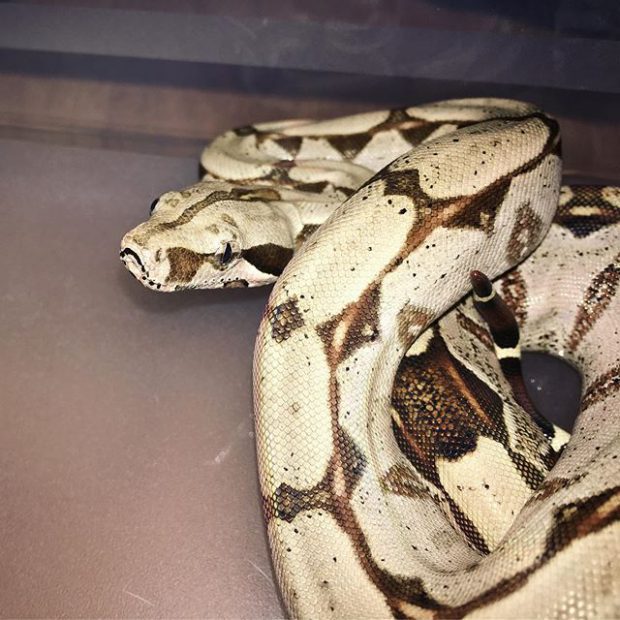 Cobra Boa Constrictor Sabogae: Características, Habitat e Fotos