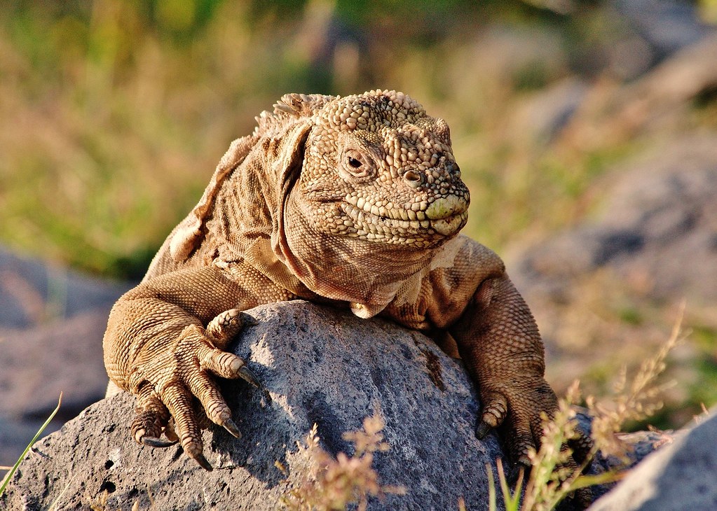 Iguana-Terrestre-de-Santa-Fé: Características, Habitat e Fotos