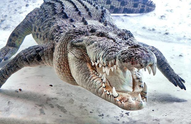 Crocodilo-de-Água-Salgada: Características, Habitat e Fotos