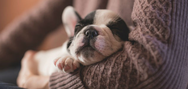 Qual é o Cachorro Mais Fácil de Cuidar?