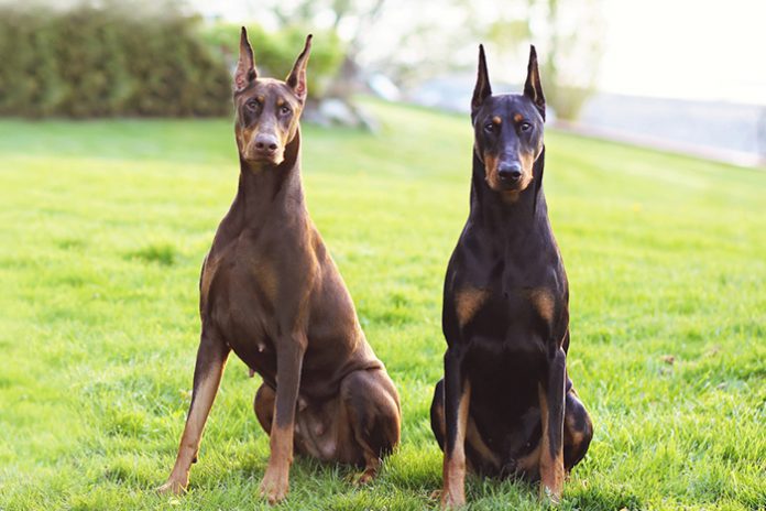 Top 10 Canis da Raça Dobermann no Brasil
