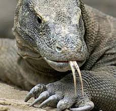 Por que o Dragão de Komodo Está em Extinção?