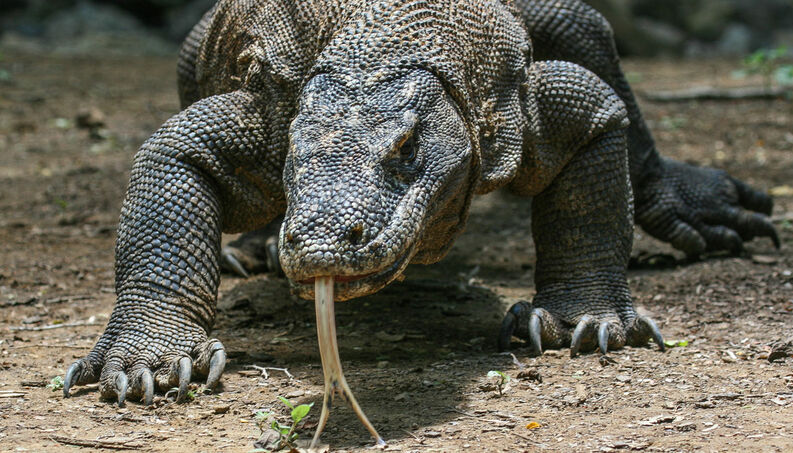 Habitat do Dragão-de-Komodo: Onde Eles Vivem?