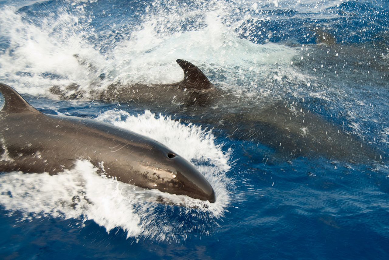 Falsa-Orca ou Orca Bastarda: Características, Habitat e Fotos
